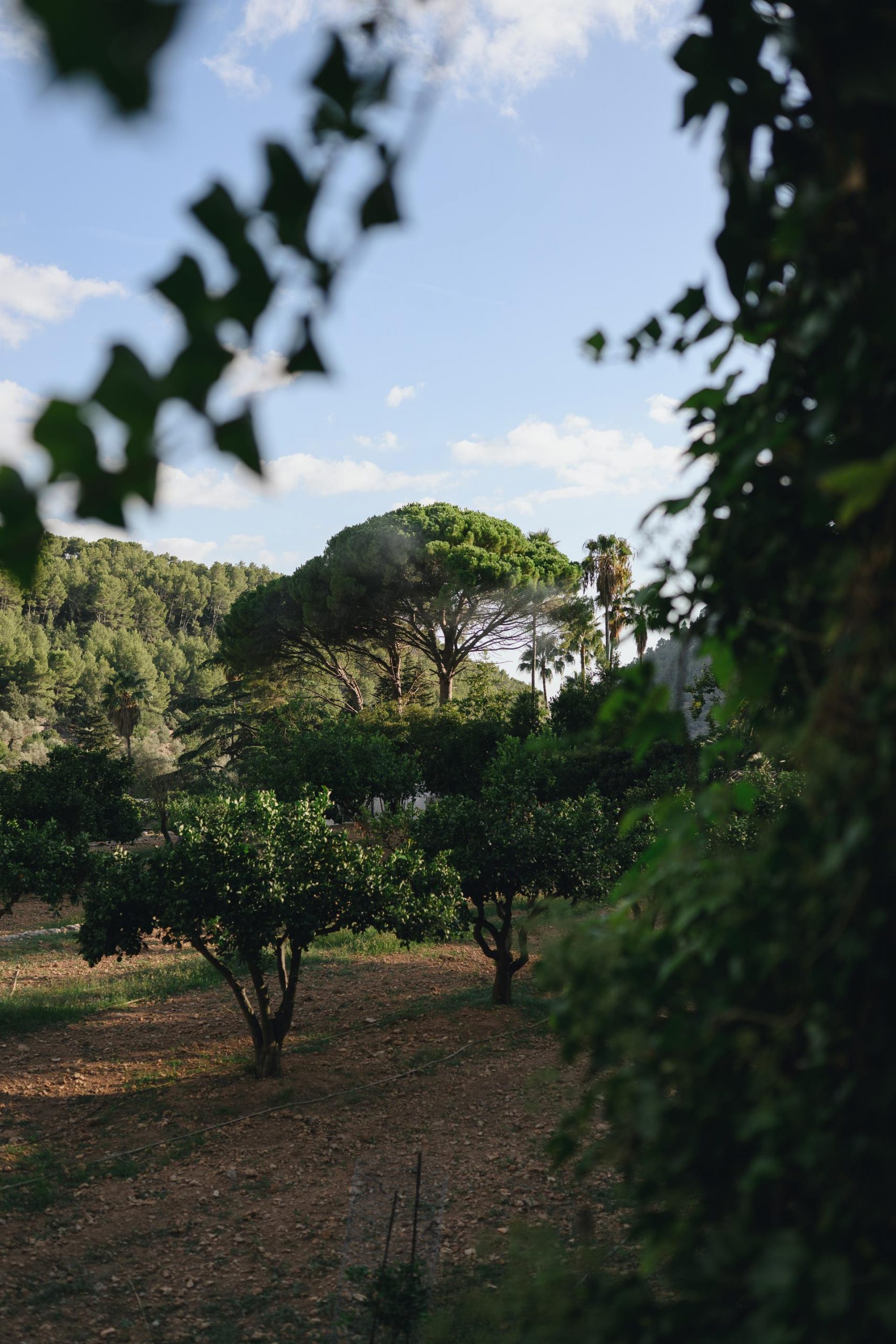 Fotógrafo de bodas en Mallorca
