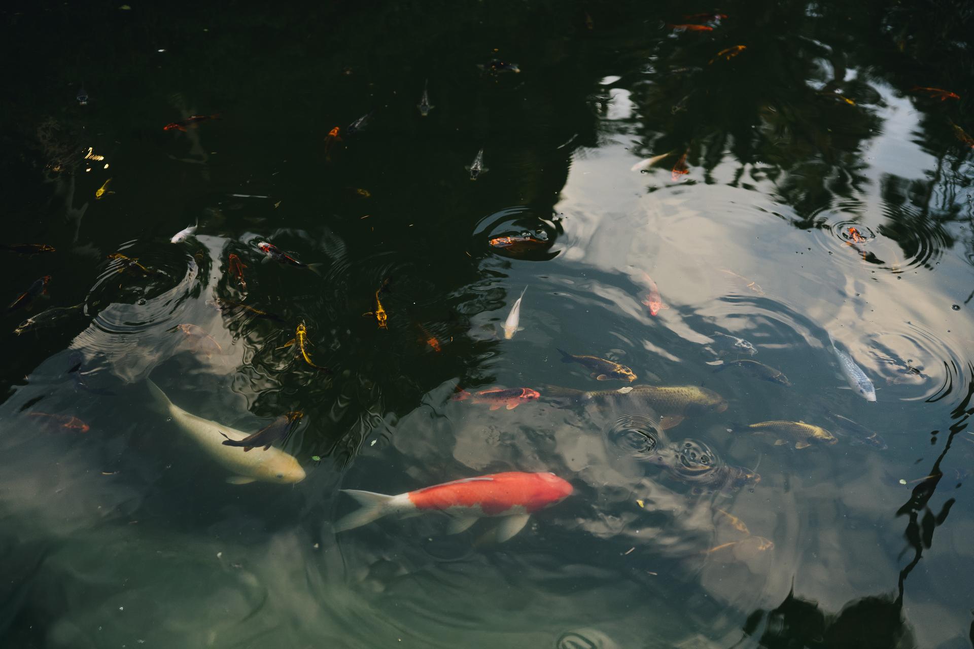 Fotógrafo de bodas en Mallorca